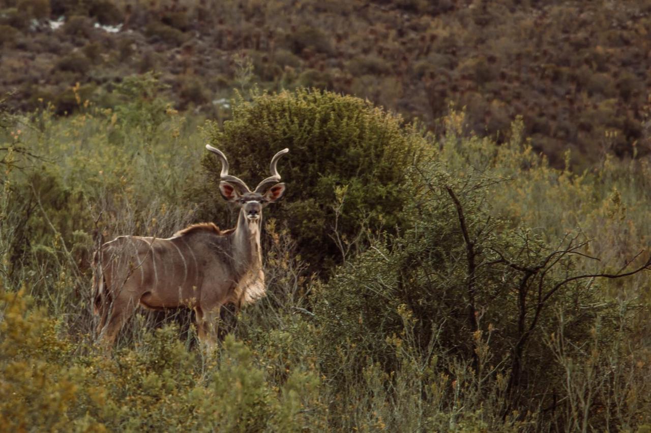 Wildehondekloof Game Lodge Matjiesrivier  Extérieur photo