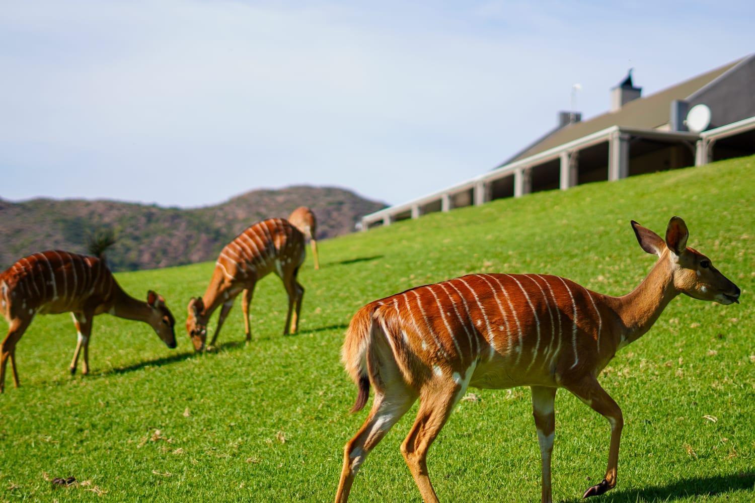 Wildehondekloof Game Lodge Matjiesrivier  Extérieur photo