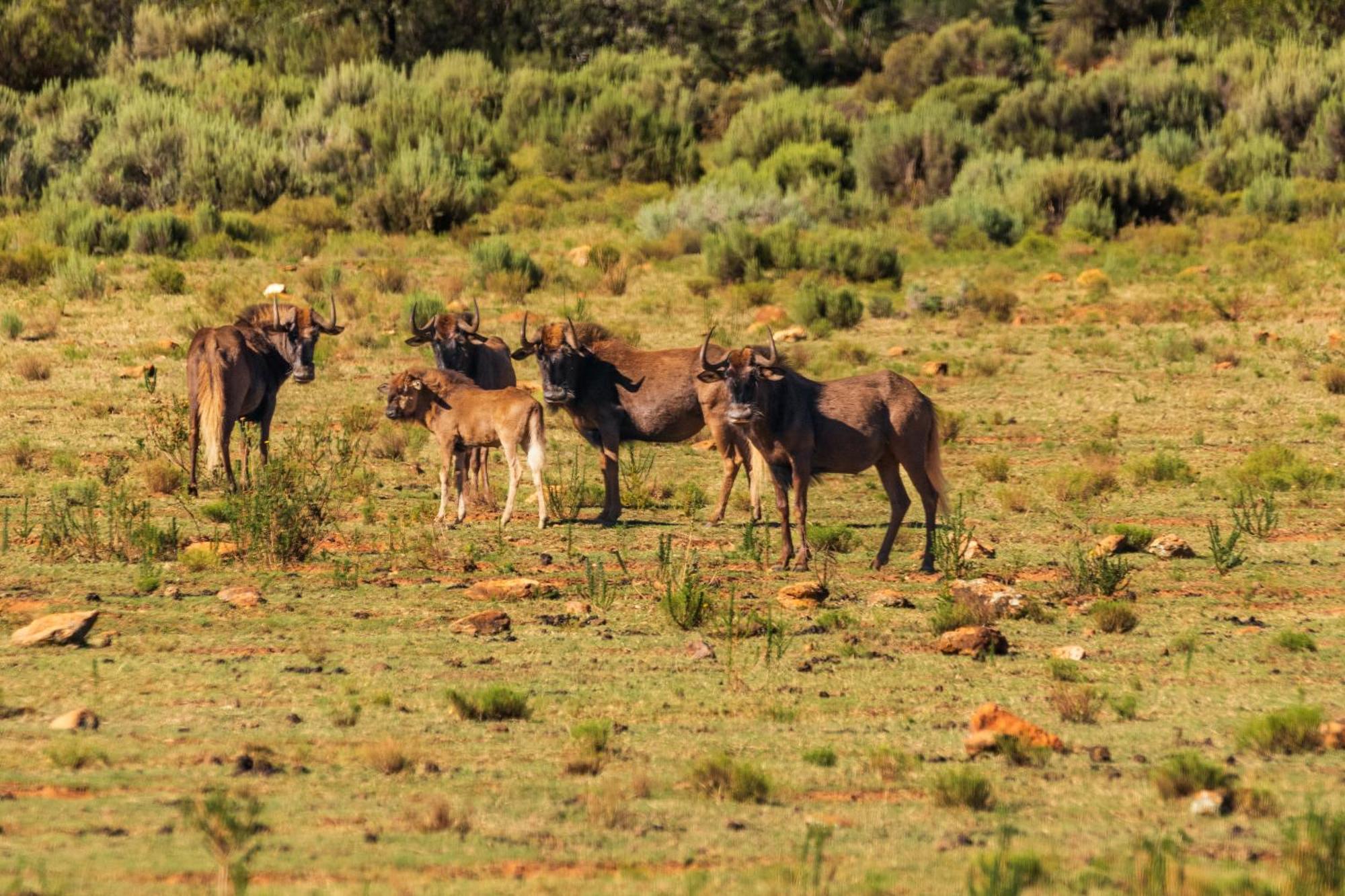 Wildehondekloof Game Lodge Matjiesrivier  Extérieur photo