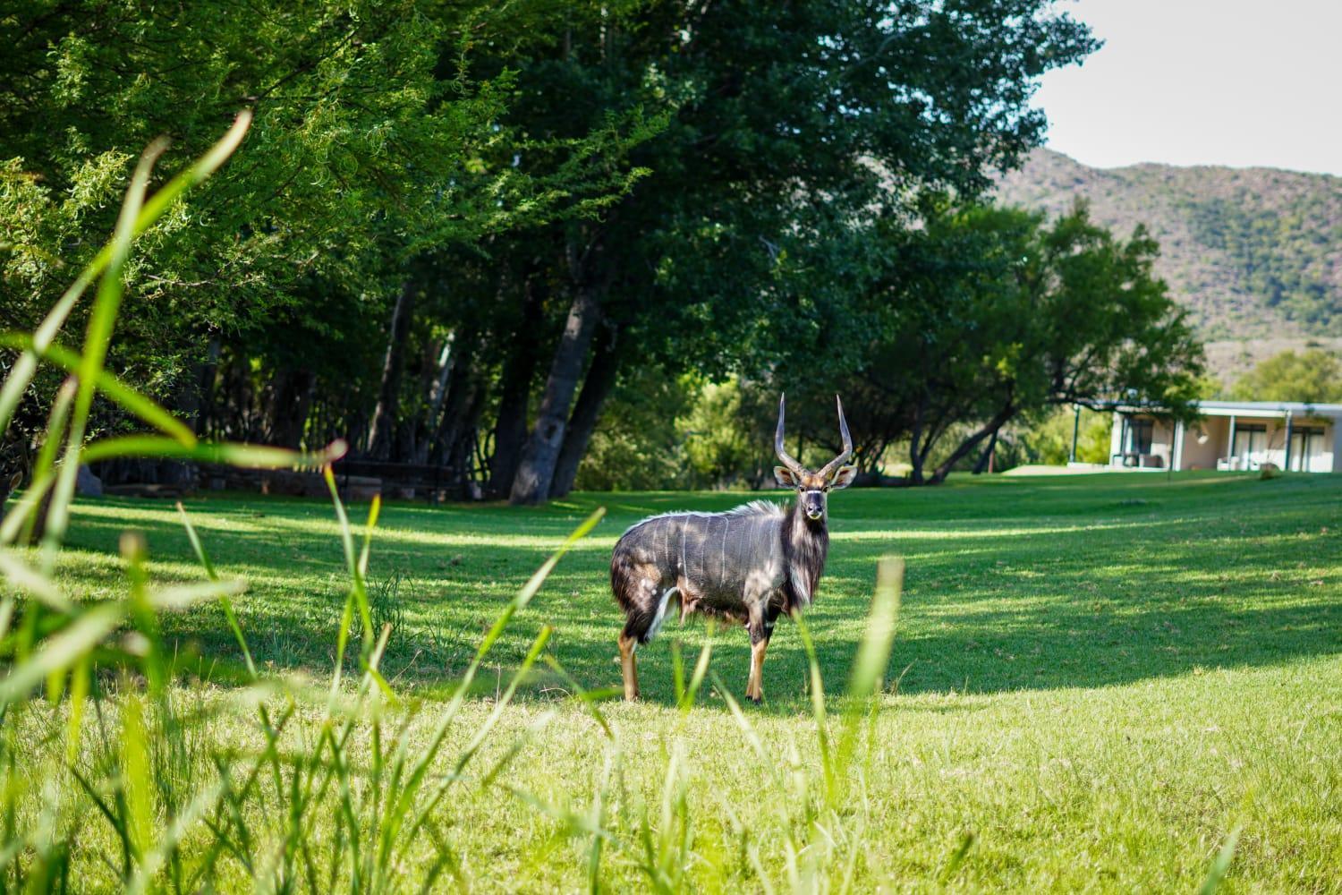 Wildehondekloof Game Lodge Matjiesrivier  Extérieur photo