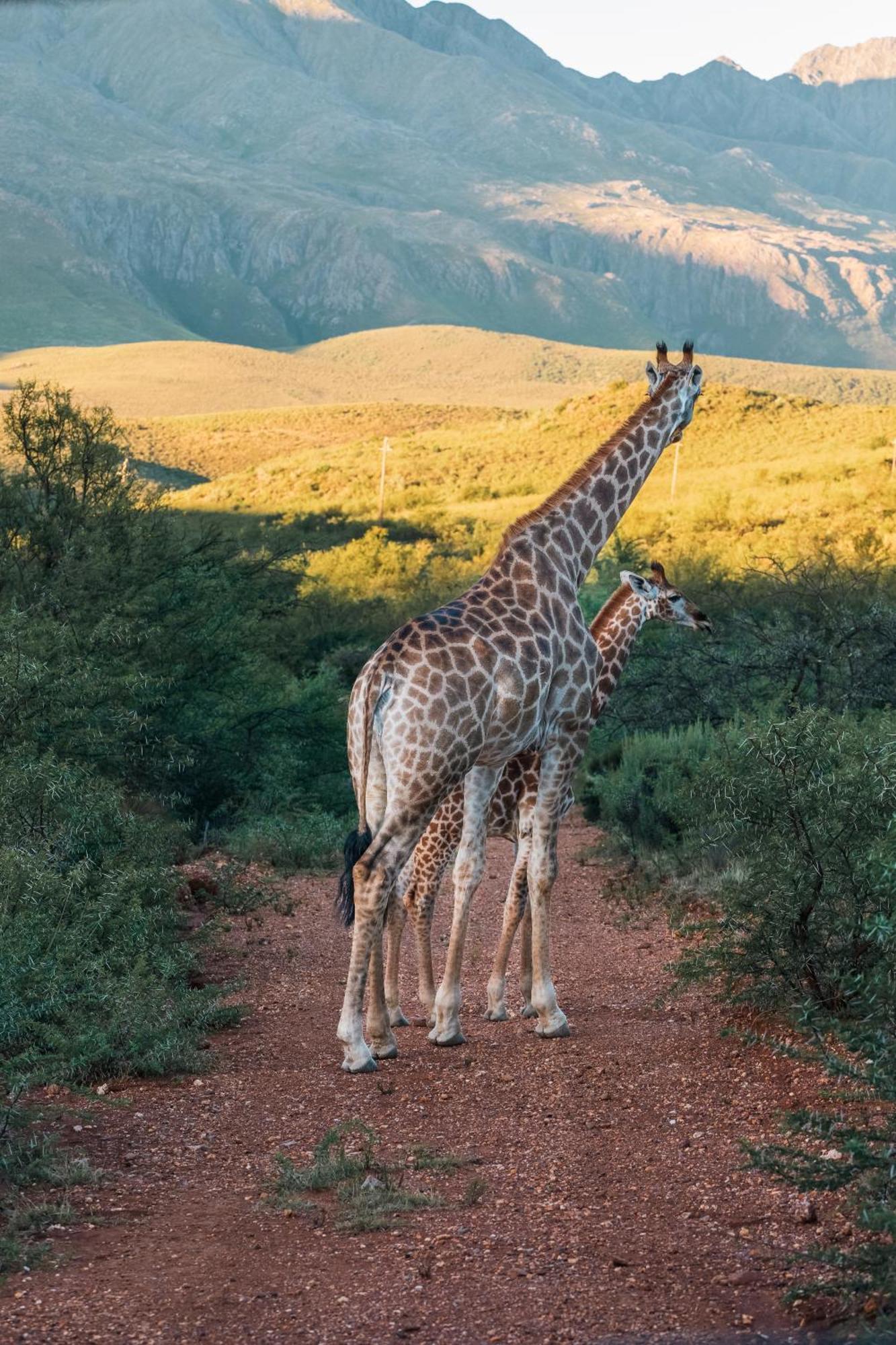 Wildehondekloof Game Lodge Matjiesrivier  Extérieur photo