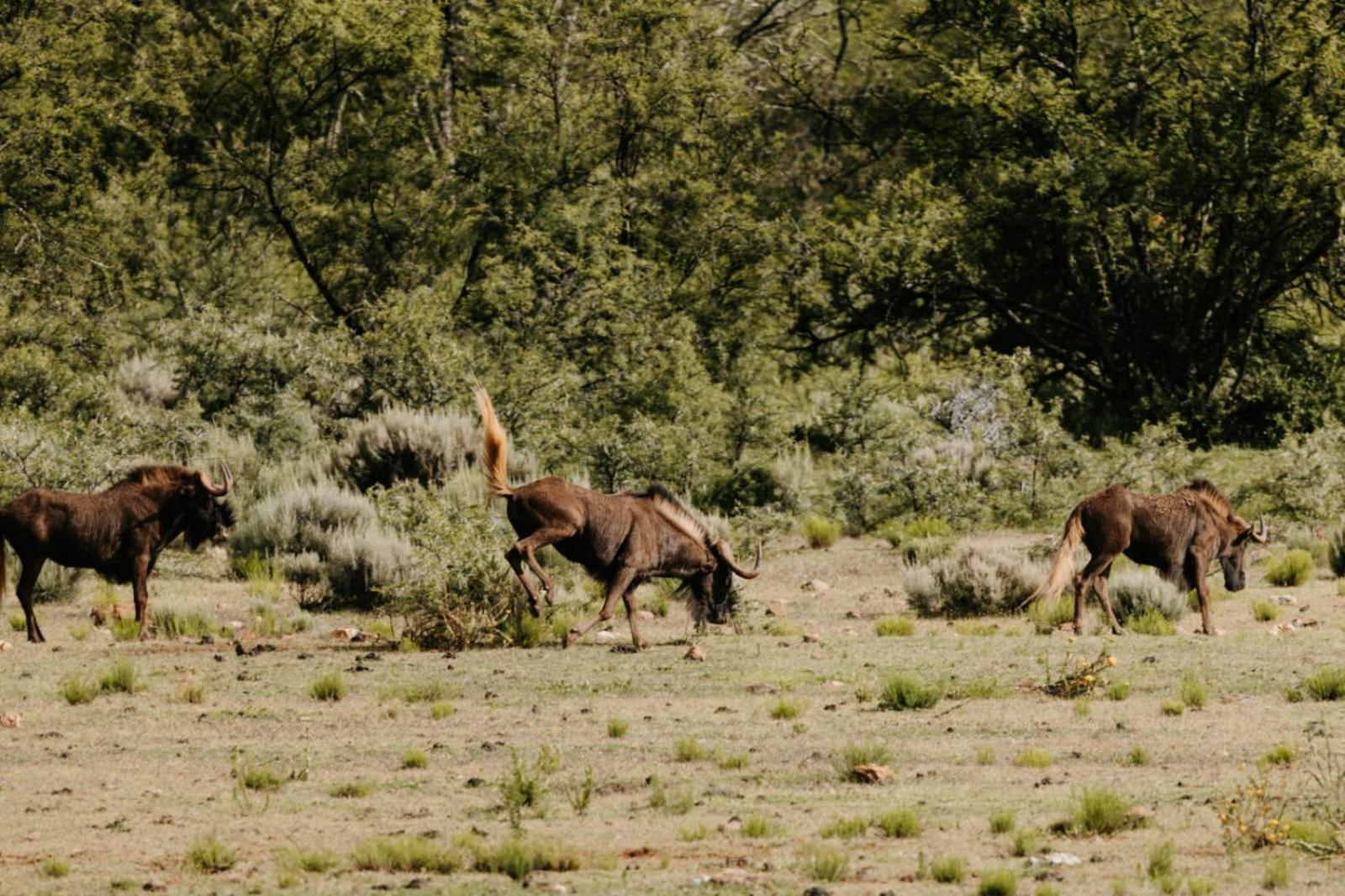 Wildehondekloof Game Lodge Matjiesrivier  Extérieur photo