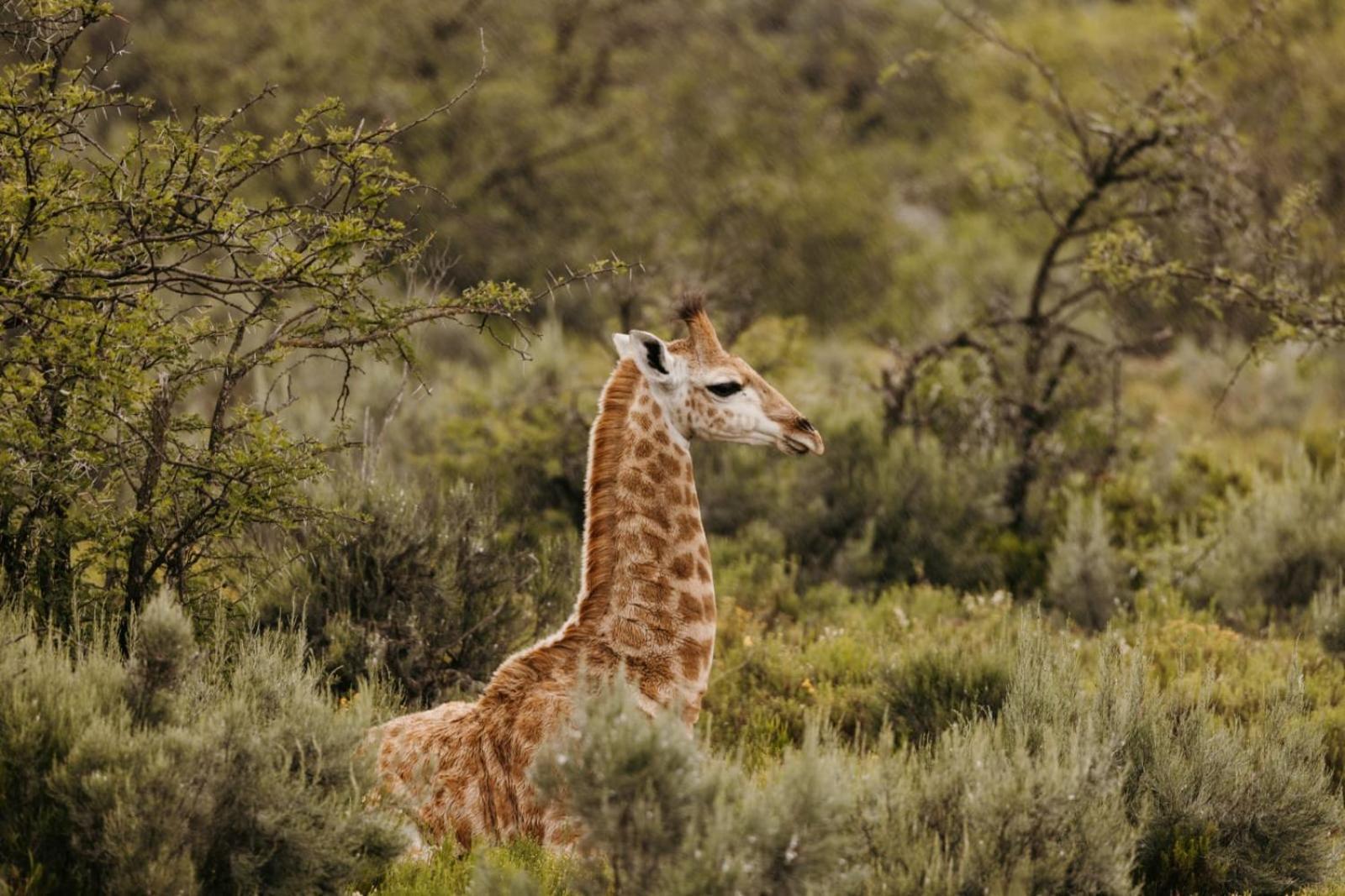 Wildehondekloof Game Lodge Matjiesrivier  Extérieur photo