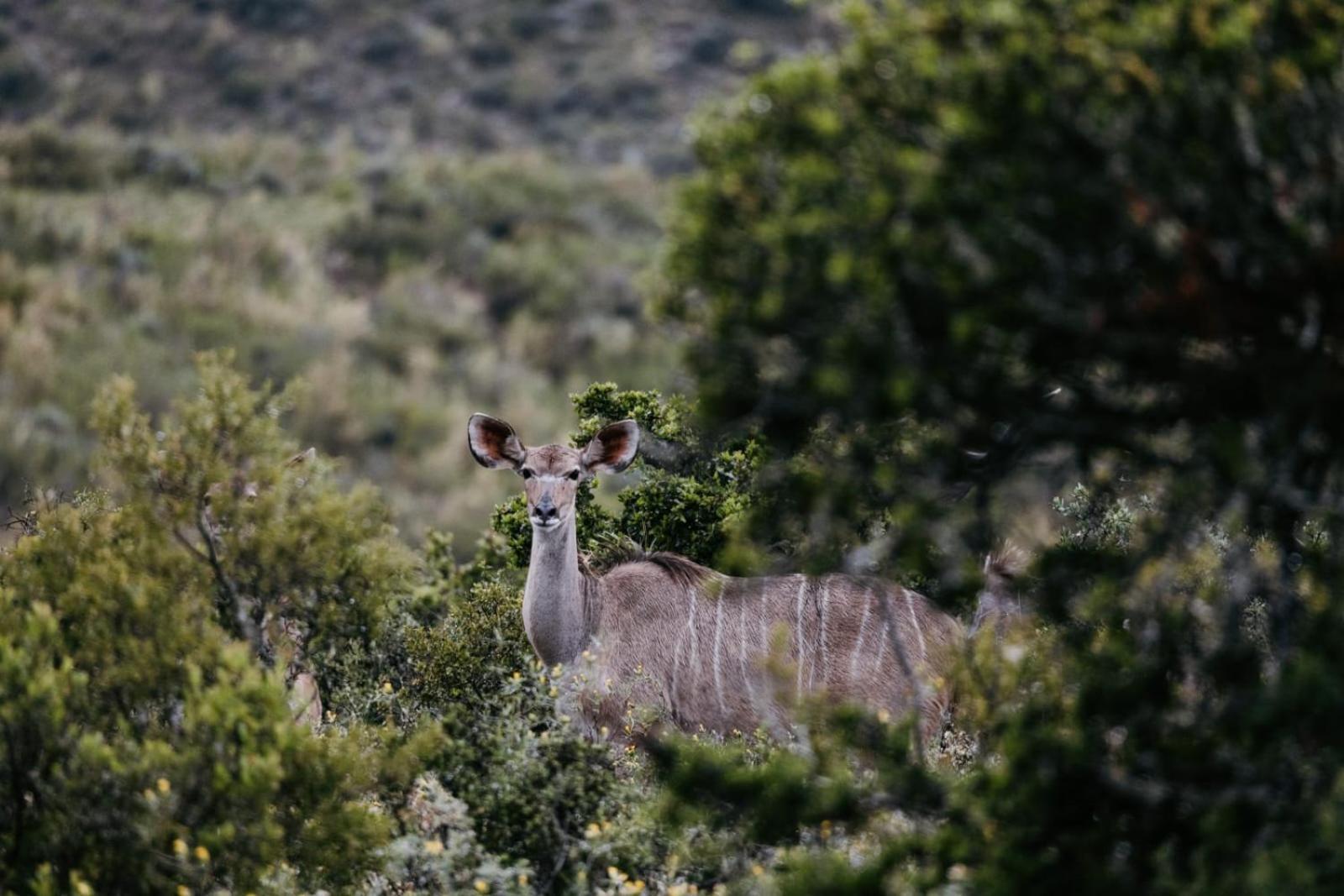 Wildehondekloof Game Lodge Matjiesrivier  Extérieur photo