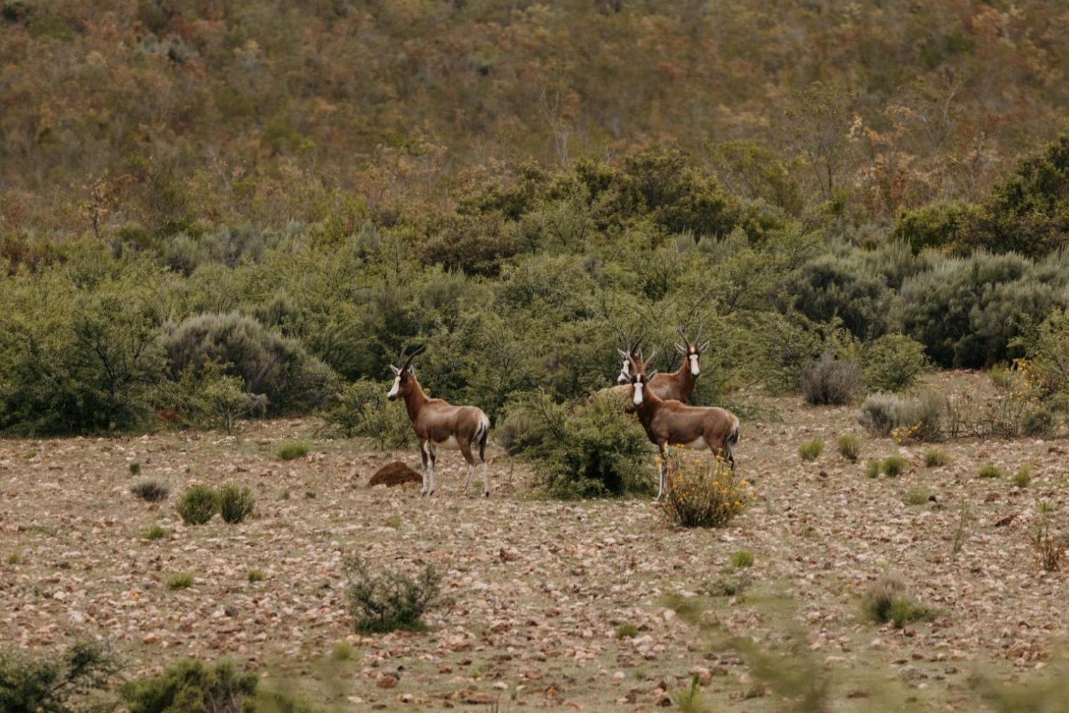 Wildehondekloof Game Lodge Matjiesrivier  Extérieur photo