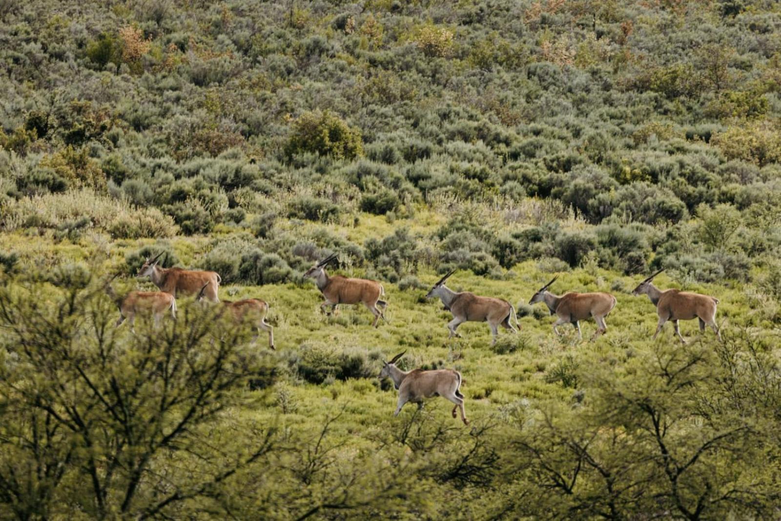 Wildehondekloof Game Lodge Matjiesrivier  Extérieur photo