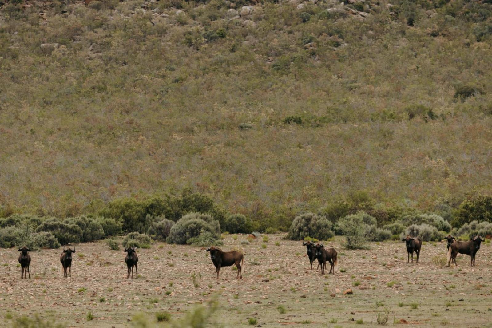 Wildehondekloof Game Lodge Matjiesrivier  Extérieur photo