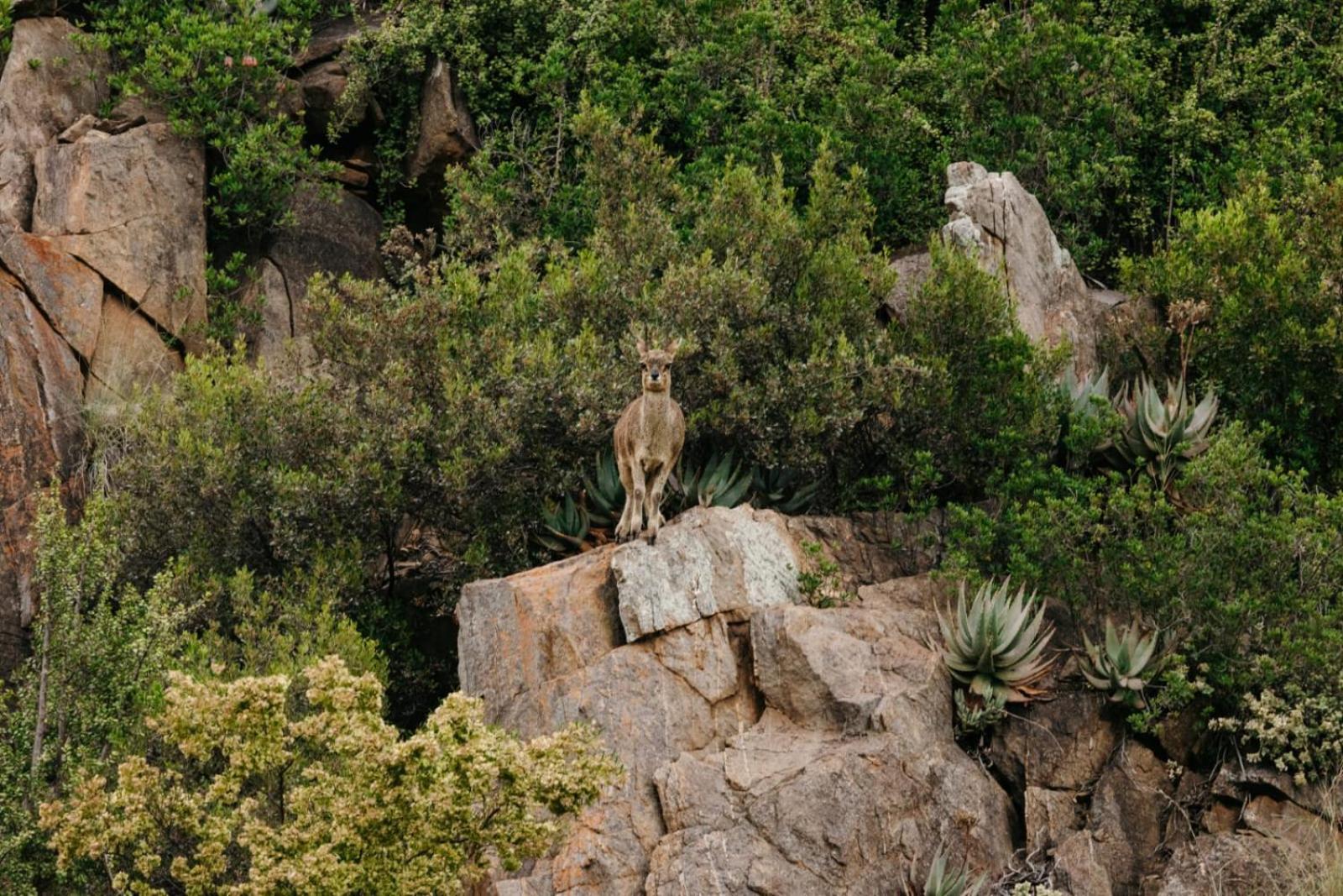 Wildehondekloof Game Lodge Matjiesrivier  Extérieur photo