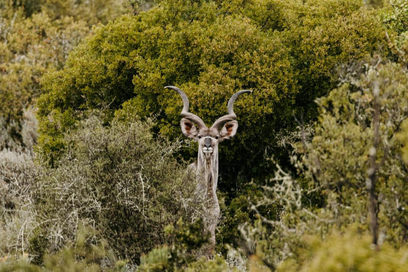 Wildehondekloof Game Lodge Matjiesrivier  Extérieur photo