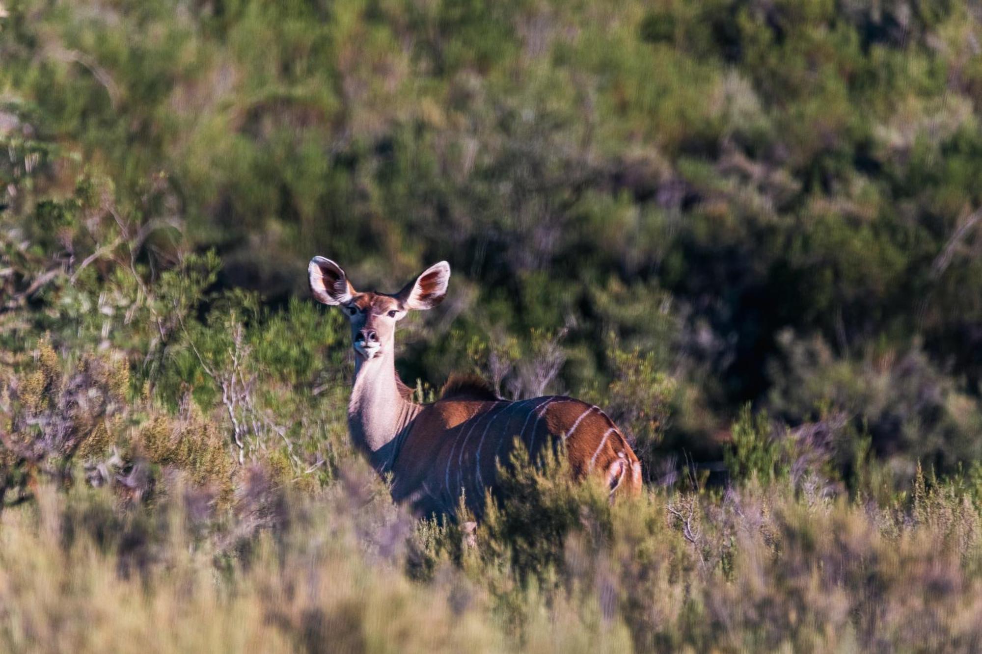 Wildehondekloof Game Lodge Matjiesrivier  Extérieur photo