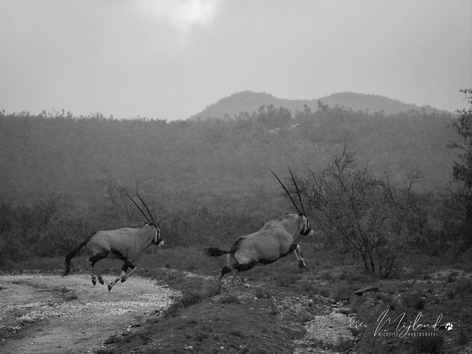 Wildehondekloof Game Lodge Matjiesrivier  Extérieur photo