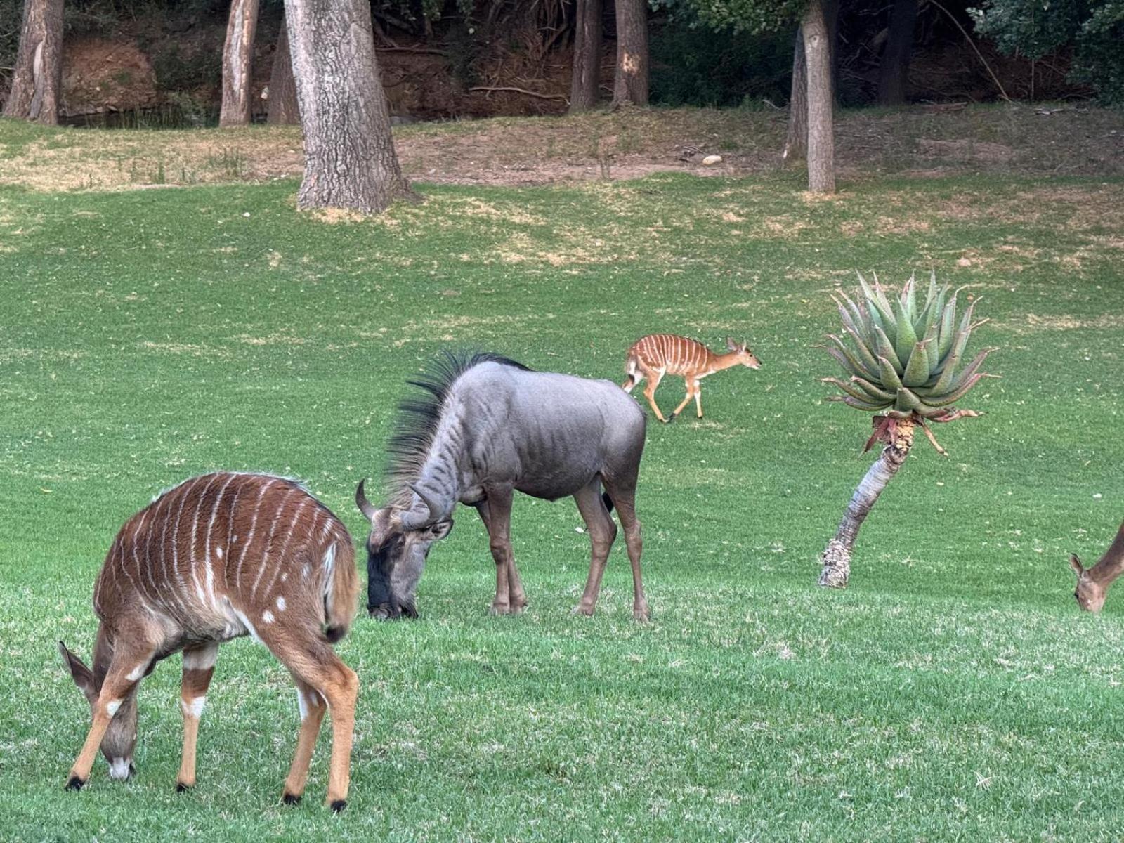 Wildehondekloof Game Lodge Matjiesrivier  Extérieur photo