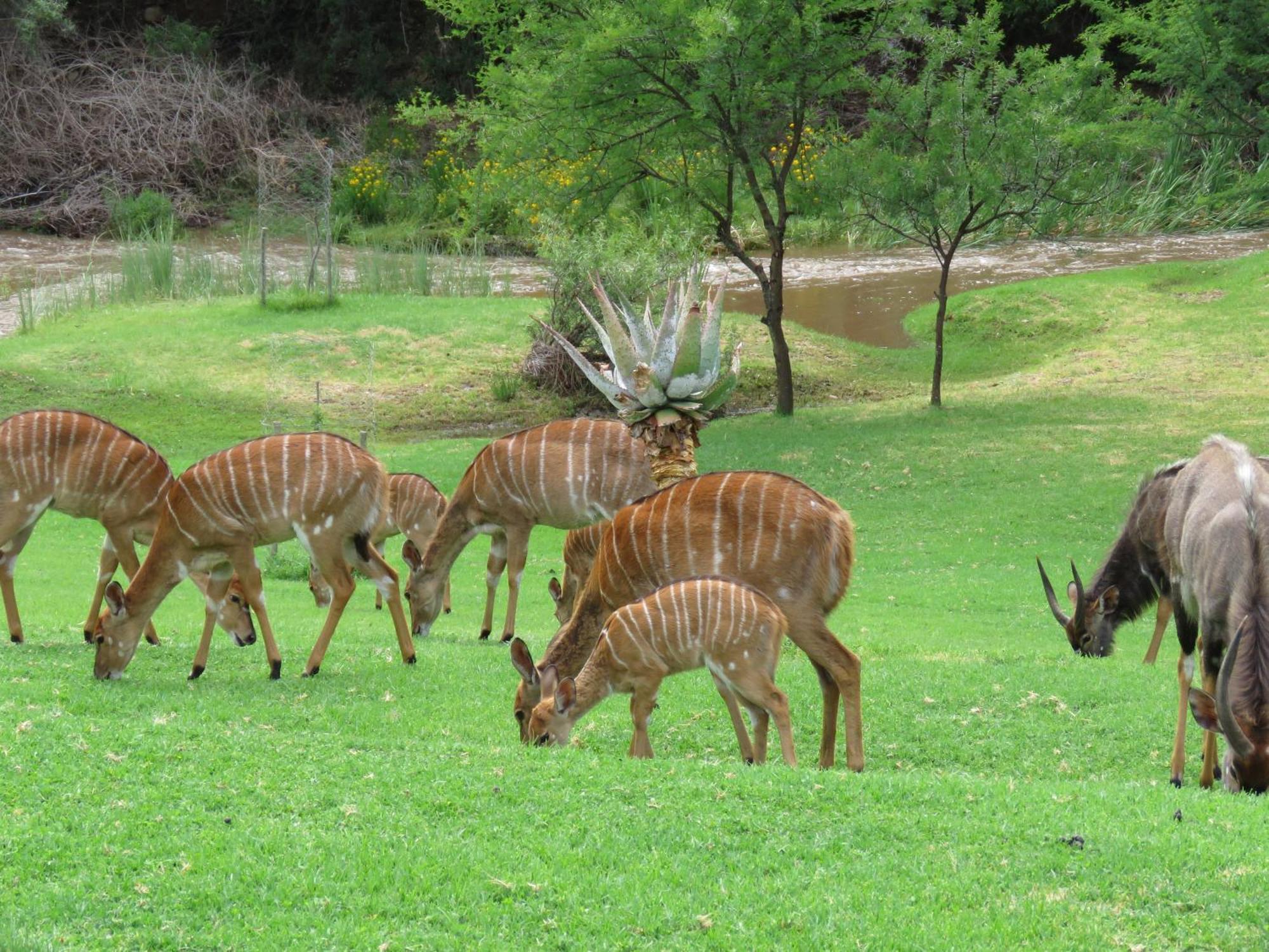 Wildehondekloof Game Lodge Matjiesrivier  Extérieur photo